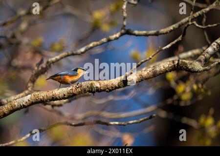 Eine Seezunge (Sitta himalayensis) hockte sich während der Nahrungssuche im oberen Baldachin als Teil einer gemischten Herde in den Himalaya-Wäldern von Singalila Stockfoto