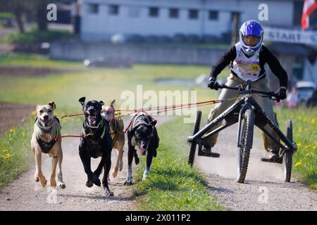 Hrase, Slowenien. April 2024. Eine Wettbewerberin und ihre Hunde treten in der Kategorie Carting beim Henrik SE?nik Hundeschwettlauf in Hraše an. Mehr als hundert Hunde und ihre Besitzer aus Slowenien und dem Ausland nahmen an der 10. Ausgabe dieses internationalen Hundeschlittenrennens Teil. Quelle: SOPA Images Limited/Alamy Live News Stockfoto