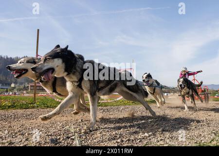 Hrase, Slowenien. April 2024. Eine Wettbewerberin und ihre Hunde treten in der Kategorie Carting beim Henrik SE?nik Hundeschwettlauf in Hraše an. Mehr als hundert Hunde und ihre Besitzer aus Slowenien und dem Ausland nahmen an der 10. Ausgabe dieses internationalen Hundeschlittenrennens Teil. Quelle: SOPA Images Limited/Alamy Live News Stockfoto