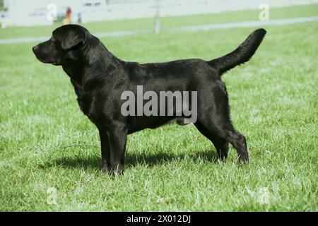 Black Labrador Retriever Hund Seitenansicht im Feld Stockfoto