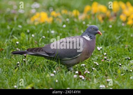 Gemeine Holztaube, Columba Palumbus im Gras mit Blumen, Nahaufnahme. Park Nove Mesto nad Vahom, Slowakei Stockfoto