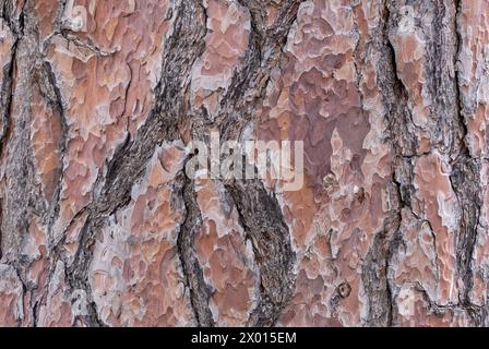 Kiefernrinde, Pinus sylvestris Textur, Nahaufnahme. Europäische Rotkiefer. Mit einer schuppigen Oberfläche. Alter Kofferraum. Natürlicher abstrakter Hintergrund. Piestany, Slowakei Stockfoto