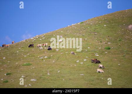 Eine Herde Kühe weidet auf einem Berg, der mit Gras und felsigen Steinen bedeckt ist. Stockfoto