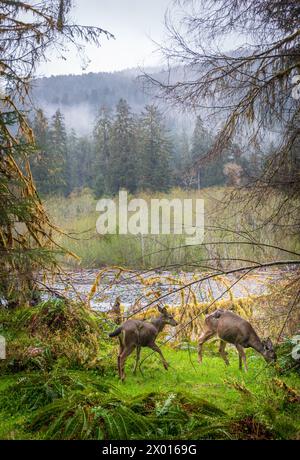 Zwei Young Doe Deer im Hoh Rainforest im Olympic National Park, Washington State Stockfoto