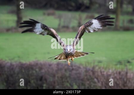 Ein roter Drachen wird während des Fluges in Richtung Kamera aufgenommen. Er fliegt tief mit nach oben gespreizten Flügeln. Eine Hecke und Felder befinden sich im Hintergrund Stockfoto