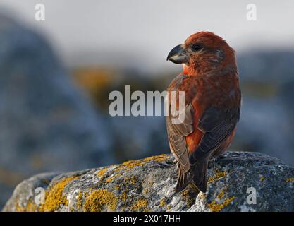 Papageienkreuzschnabel, männlich, sitzend auf Felsen Stockfoto