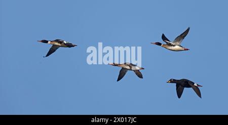 Rothurmbrust-Merganser und SamtScoter fliegen in Reihe Stockfoto