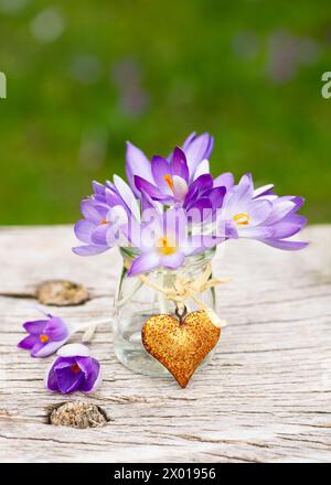 Wunderschöner Blumenstrauß aus violetten Krokusblüten in einer kleinen Glasvase mit rostigem Herzanhänger. Gartendekor oder floristisches Konzept. Kopierbereich Stockfoto