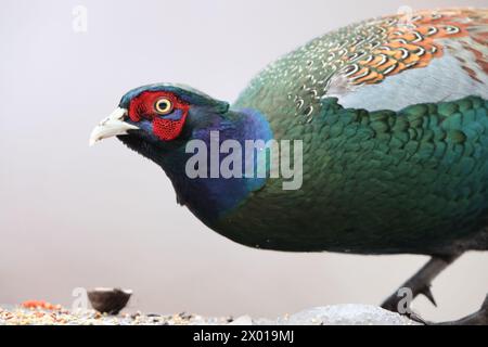 Der grüne Fasan (Phasianus versicolor), auch bekannt als japanischer grüner Fasan, ist ein allesfressender Vogel, der im japanischen Archipel beheimatet ist Stockfoto