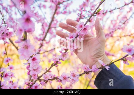 Agrarwissenschaftler untersucht Pfirsichblüten in Bio-Obstgärten, selektiver Fokus Stockfoto