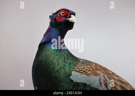 Der grüne Fasan (Phasianus versicolor), auch bekannt als japanischer grüner Fasan, ist ein allesfressender Vogel, der im japanischen Archipel beheimatet ist Stockfoto