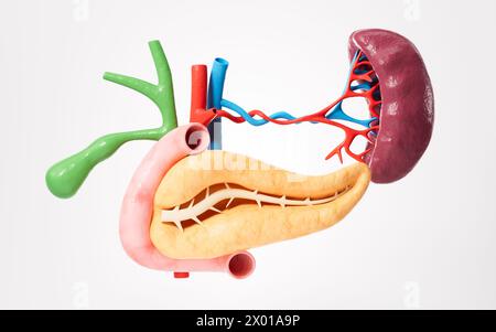 Menschliches Pankreas, Gallenblase, Milzorganmodell, 3D-Rendering. 3D-Abbildung. Stockfoto