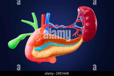 Menschliches Pankreas, Gallenblase, Milzorganmodell, 3D-Rendering. 3D-Abbildung. Stockfoto