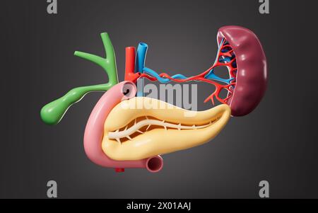 Menschliches Pankreas, Gallenblase, Milzorganmodell, 3D-Rendering. 3D-Abbildung. Stockfoto