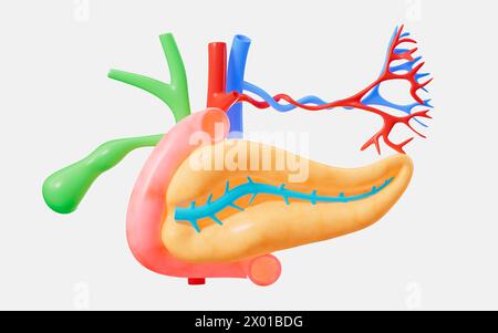 Menschliches Pankreas, Gallenblasenorganmodell, 3D-Rendering. 3D-Abbildung. Stockfoto