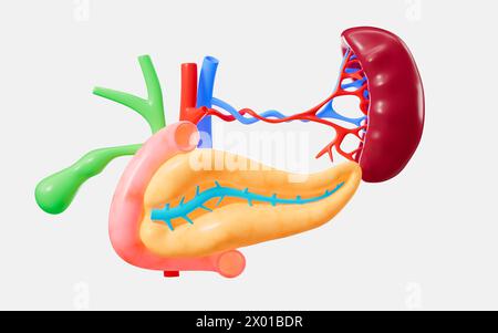 Menschliches Pankreas, Gallenblase, Milzorganmodell, 3D-Rendering. 3D-Abbildung. Stockfoto