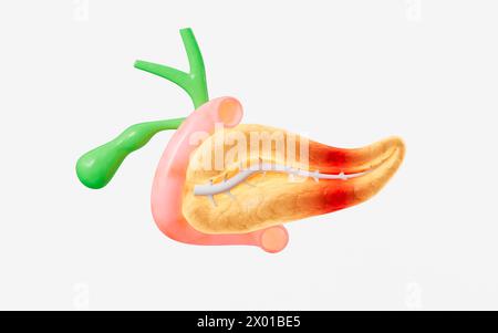 Menschliches Pankreas, Gallenblasenorganmodell, 3D-Rendering. 3D-Abbildung. Stockfoto