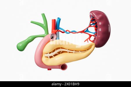 Menschliches Pankreas, Gallenblase, Milzorganmodell, 3D-Rendering. 3D-Abbildung. Stockfoto