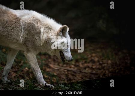 Weißer Wolf im Winter im Wald Stockfoto