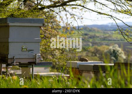 Bienen gehen zurück zu ihrem Bienenstock Stockfoto