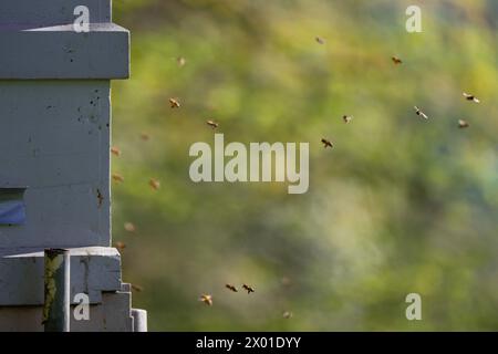 Bienen gehen zurück zu ihrem Bienenstock Stockfoto