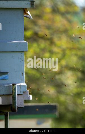 Bienen gehen zurück zu ihrem Bienenstock Stockfoto