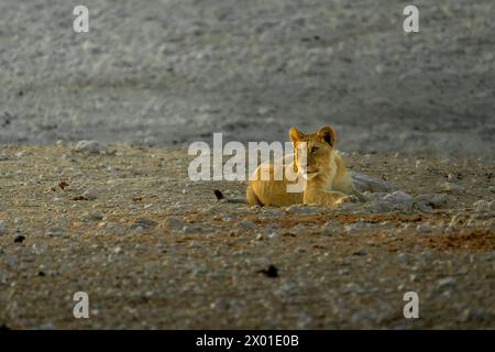 Löwe bei Sonnenaufgang im Etosha Nationalpark, Namibia Stockfoto