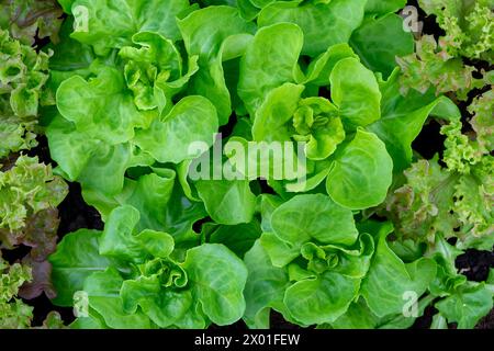 Frischer Salat Lactuca sativa im Garten Stockfoto