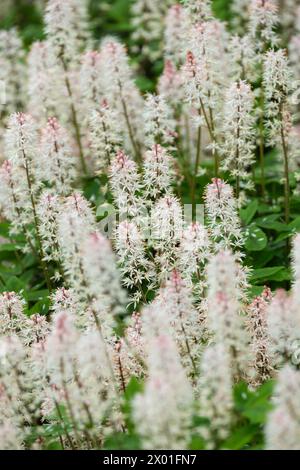 Tiarella Spring Symphony, Schaumblume Spring Symphony, Türme kleine, sternenklare, cremeweiße Blüten öffnen sich von blassrosa Knospen Stockfoto