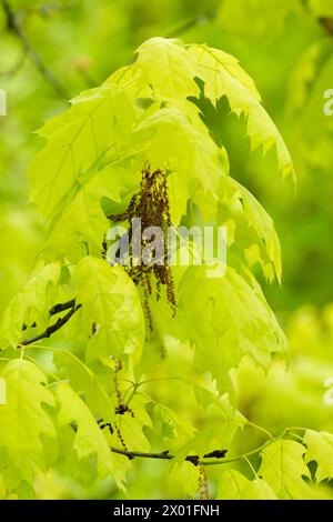 Quercus rubra Aurea, rote Eiche Aurea, junge, hellgelblich gelappte Blätter, Blüten im Frühjahr, Stockfoto