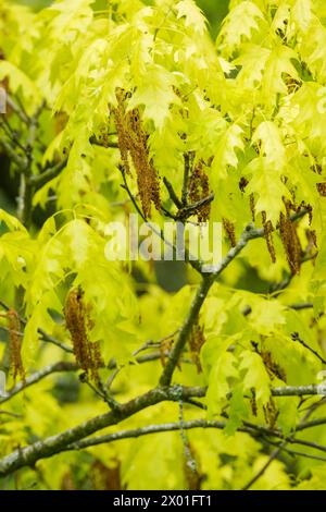 Quercus rubra Aurea, rote Eiche Aurea, junge, hellgelblich gelappte Blätter, Blüten im Frühjahr, Stockfoto