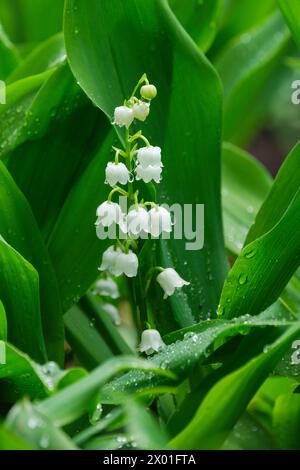 Convallaria majalis, Maiglöckchen aus dem Tal, Rasse aus glockenförmigen, weißen Blüten Stockfoto