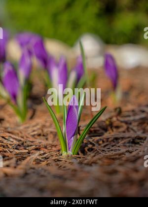 Wunderschöne violette Krokusblüten. Selektiver Fokus. Der erste zarte Frühling blüht an einem sonnigen Tag. Makrofotografie. Stockfoto