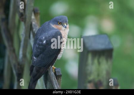 Ein männlicher Jagd-Sparrowhawk, Accipiter nisus, der auf einem Gartenzaun thront. Stockfoto