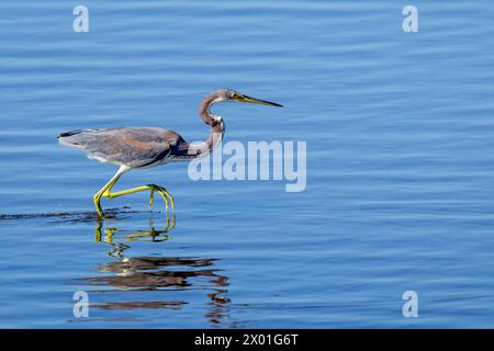 Dreifarbige Reiher (Egretta tricolor) Jagd im Wasser, Merritt Island, Florida, USA. Stockfoto