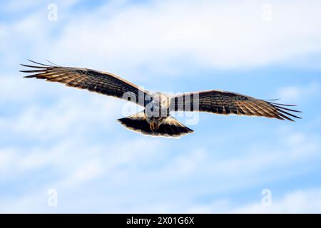 Schneckendrachen (Rostrhamus sociabilis) fliegt und sucht nach Apfelschnecken, Florida. USA. Stockfoto