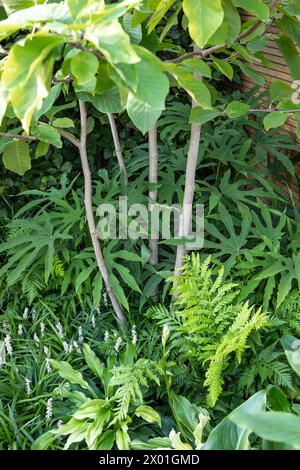 Fatsia polycarpa „Grüne Finger“ (aralia) Stockfoto