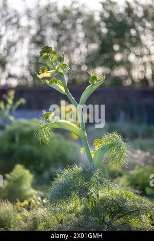 Ferula communis (Riesenfenchel) neu auftauchende Blüten, Nahaufnahme Stockfoto