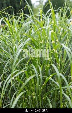 Miscanthus sinensis „Zebrinus“ (Zebragras) Stockfoto