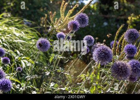 Echinops-Ritro „Veitch's Blue“ (Globus-Distel) blaue kugelförmige Blütenköpfe in einer Gartenkante Stockfoto