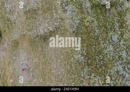 Nahaufnahme der Rinde Eines Platanus Acerifolia Baumes in Amsterdam, Niederlande 2-11-2022 Stockfoto