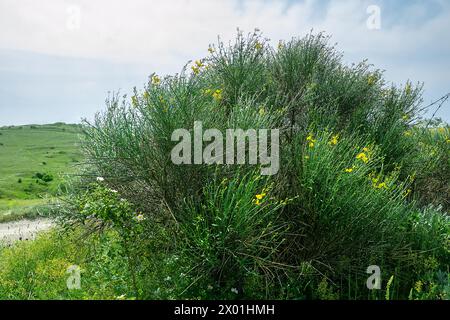 Weberbesen (Genista junceum, Spartium junceum) ursprünglich aus dem Mittelmeer, eingeführt auf Steppenterrasse am Schwarzen Meer, Nordküste der Krim. Whol Stockfoto