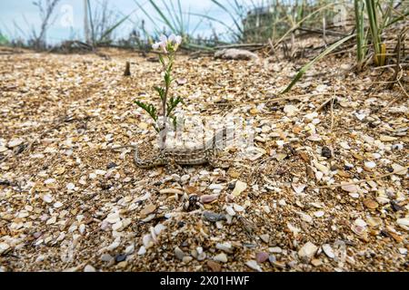 Desert lacerta (Eremias arguta deserti) liegt auf einem Sandschalen-Strand vor dem Hintergrund der Meeresrakete (Cakile maritima), einer vegetarischen Küstendüne Stockfoto