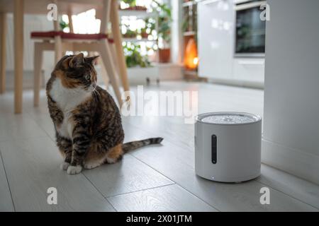 Neugierige Katze schaut sich den intelligenten Trinkbrunnen an, den die Besitzer ihm gekauft haben, um Harnwegserkrankungen zu verhindern Stockfoto