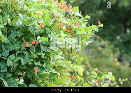 Bohnen Pflanzen Blumen als sehr schönen natürlichen Hintergrund Stockfoto