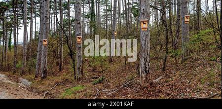 Nistkästen für Fledermäuse an Bäumen im Wald unter dem Harz im kleinen Dorf Bath Voeslau, Österreich Stockfoto