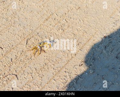 Nahaufnahme der kleinen Krabbe auf dem Sand Stockfoto