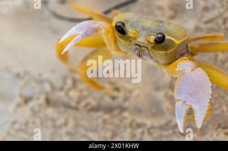 Nahaufnahme der kleinen Krabbe auf dem Sand Stockfoto