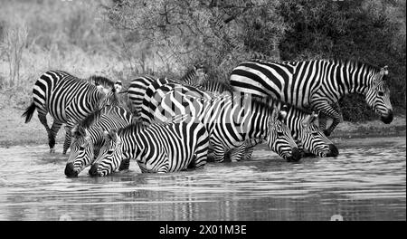 Schwarz-weiß-Bild einer Zebraherde, die an einem Wasserloch im Tarangire-Nationalpark in Tansania trinkt Stockfoto