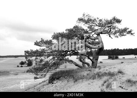 Einsame Kiefer (Pinus sylvestris) in Beekhuizerzand, Niederlande Stockfoto